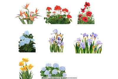 花卉 自然界的詩(shī)與畫(huà)