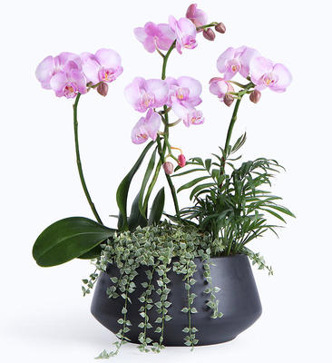 蝴蝶蘭葉子裂開原因解析與科學(xué)養(yǎng)護指南