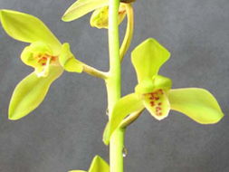 深圳科苗園藝實業(yè) 花卉世界網(wǎng)上的卓越產(chǎn)品展示