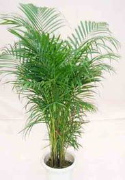 走進花卉世界網(wǎng) 探訪廣東省中山市華彩園藝產(chǎn)品與機械設備展示