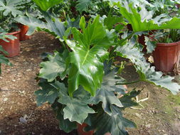 ?？谲缌芑ɑ芊N苗 為您的家居生活增添自然色彩