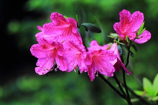 杜鵑花開紅艷艷 當傳統花卉與現代機械相遇